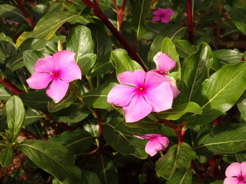 en. Madagascar Periwinkle, ru. Катарантус розовый, lat. Catharanthus roseus