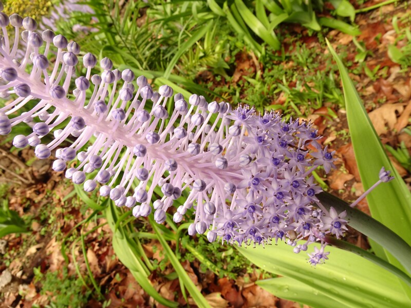 en. Madeiran Squill, ru. Пролеска мадейрская, lat. Scilla madeirensis