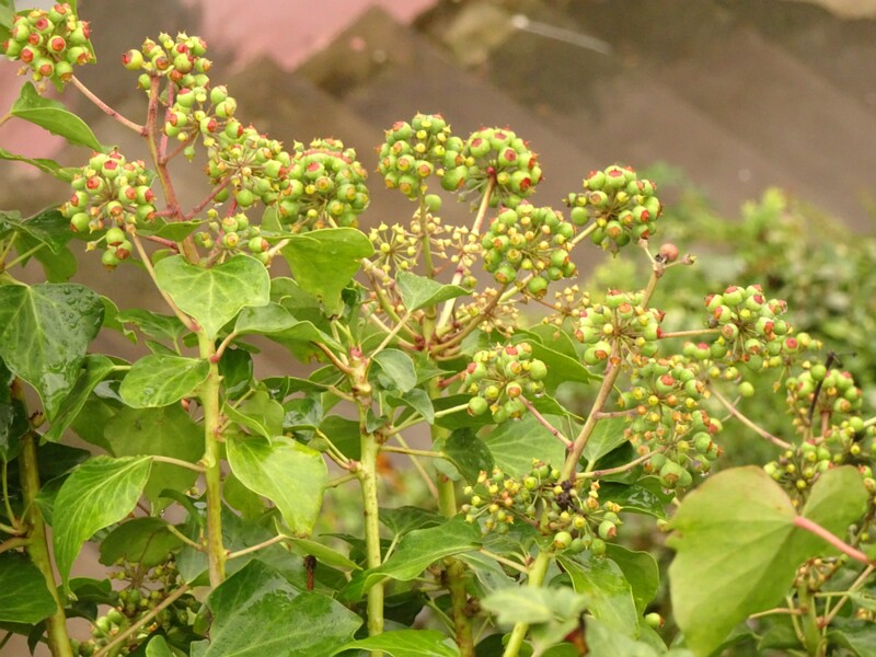 en. Madeiran ivy, ru. Плющ мадейрский, lat. Hedera maderensis