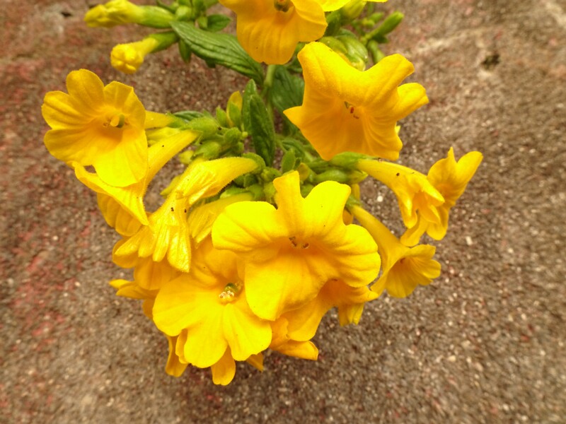 en. Marmalade bush yellow form, ru. Стрептосолен Джеймсона желтая форма, lat. Streptosolen jamesonii f. lutea