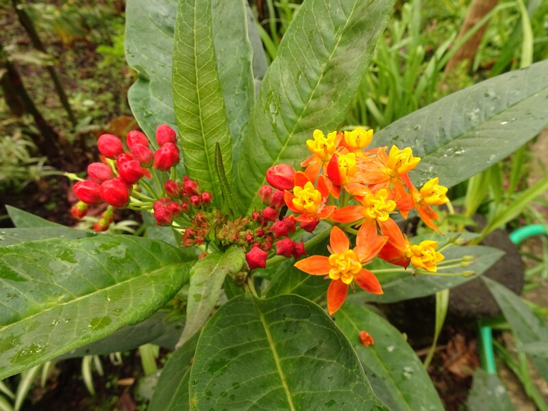 en. Mexican Butterfly Weed, ru. Ваточник кюрасавский, lat. Asclepias curassavica
