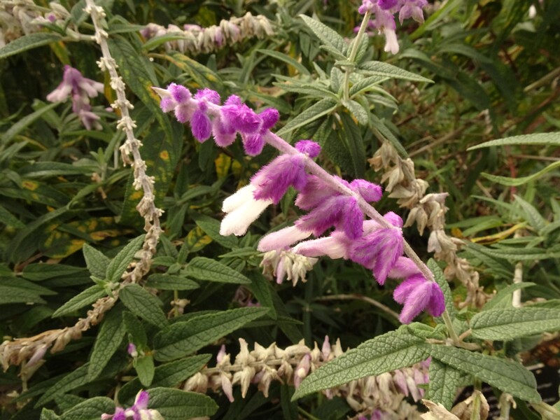 en. Mexican bush sage, ru. Шалфей белоцветковый, lat. Salvia leucantha