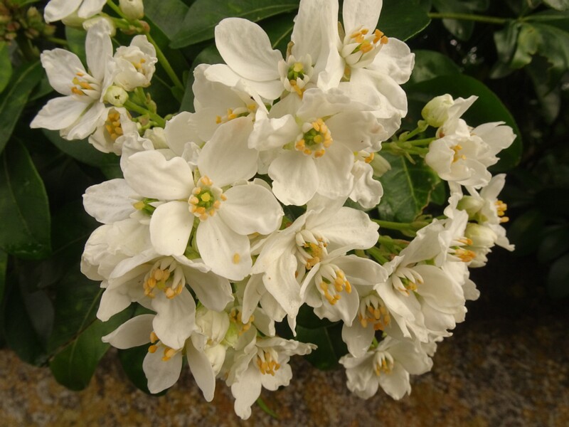 en. Mexican orange blossom, ru. Шуазия тройчатая, lat. Choisya ternata