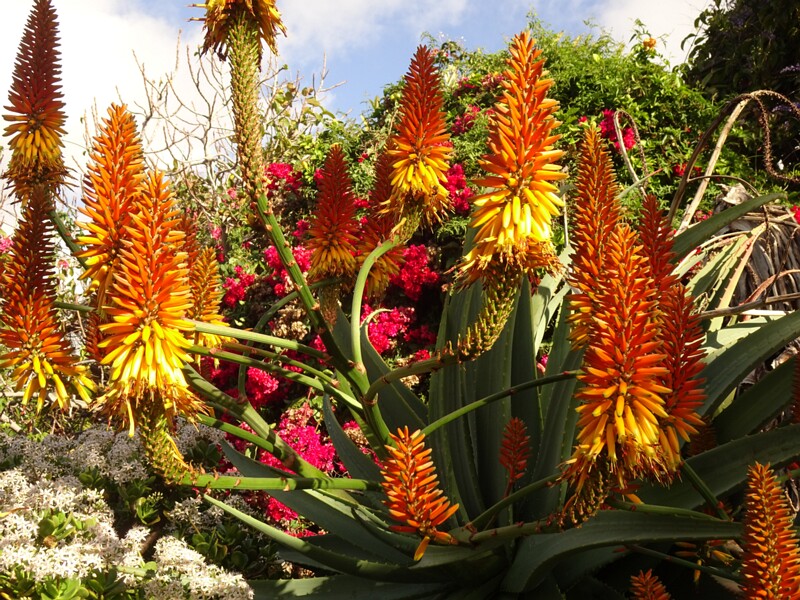 en. Mountain aloe, ru. Алоэ Марлота, lat. Aloe marlothii