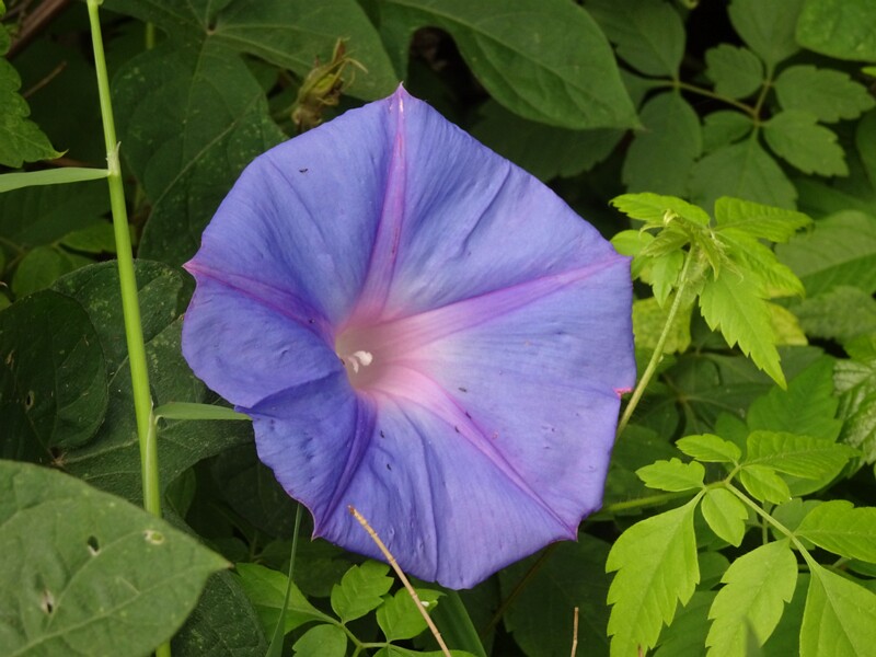 en. Oceanblue morning glory, ru. Ипомея индийская, lat. Ipomoea indica