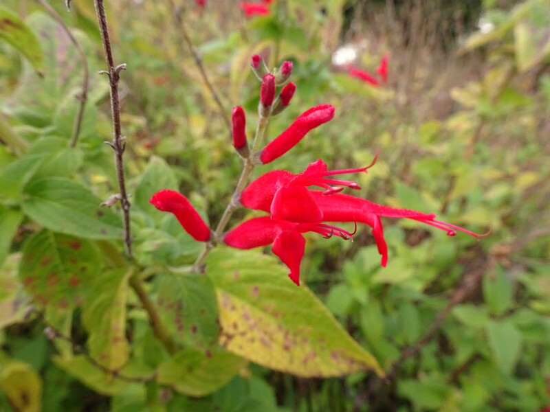 en. Pineapple sage, ru. Шалфей стройный, lat. Salvia elegans