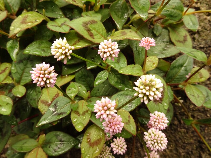 en. Pink knotweed, ru. Горец головчатый, lat. Persicaria capitata