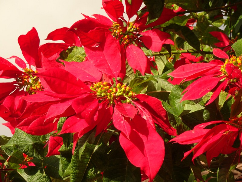 en. Poinsettia, ru. Молочай красивейший, lat. Euphorbia pulcherrima