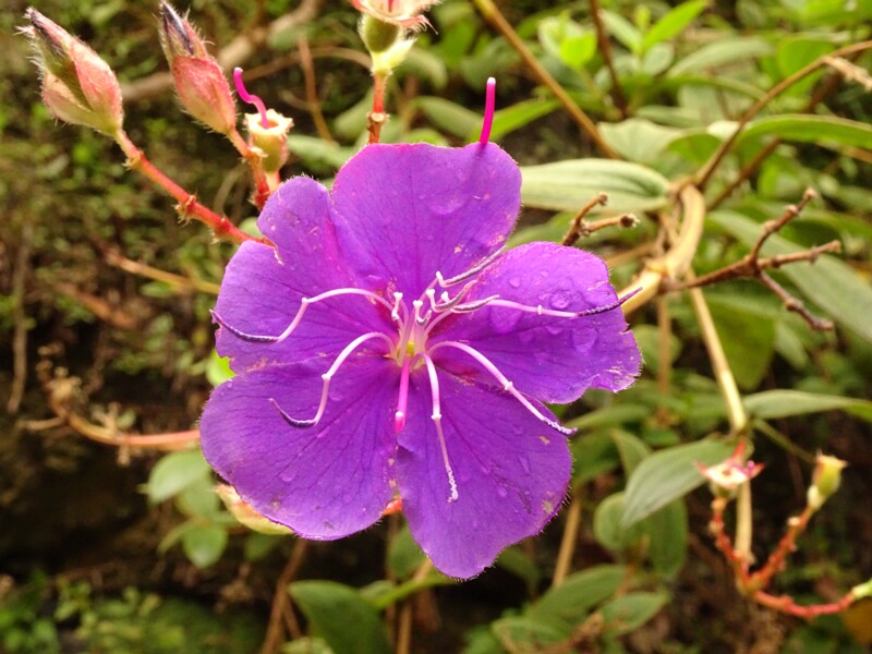 en. Princess flower, ru. Тибухина Урвилля, lat. Tibouchina urvilleana