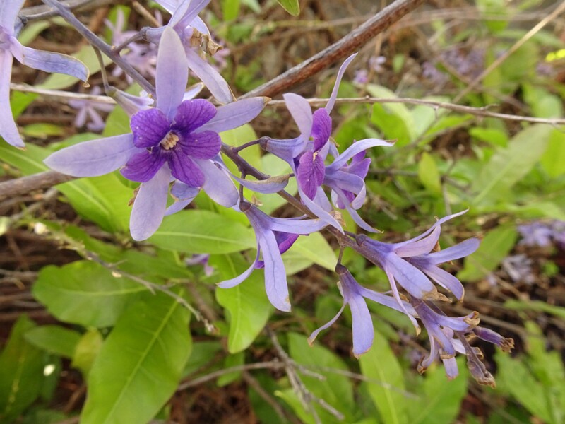 en. Purple wreath, queen's wreath, ru. Петрея вьющаяся, lat. Petrea volubilis