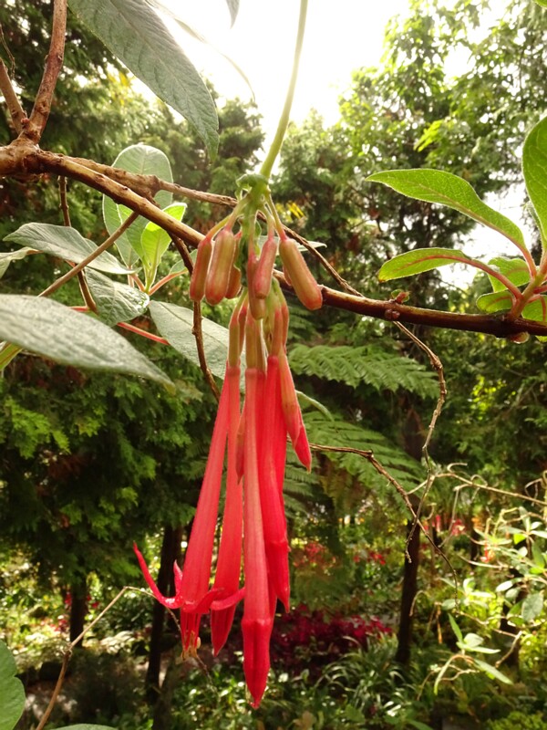 en. Red Bolivian Fuchsia, ru. Фуксия боливийская, lat. Fuchsia boliviana