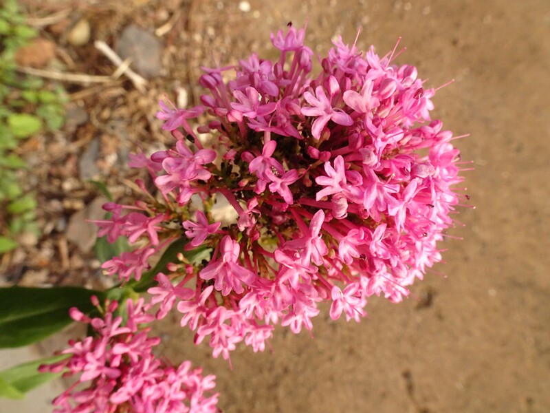 en. Red valerian, ru. Кентрантус красный, lat. Centranthus ruber