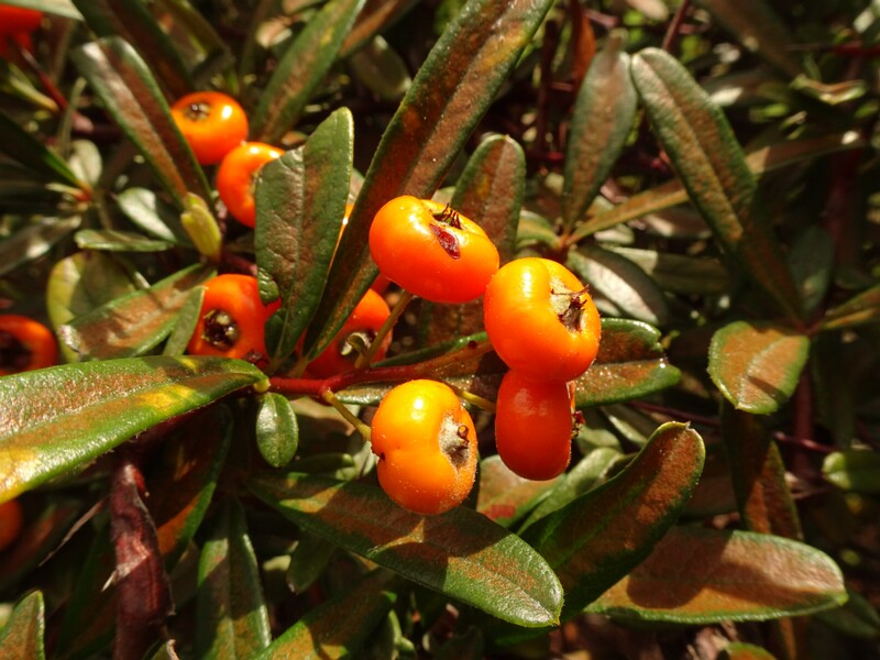 en. Scarlet firethorn, ru. Пираканта ярко-красная, lat. Pyracantha coccinea