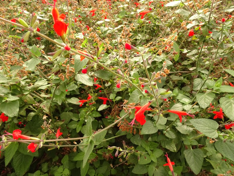 en. Scarlet sage, ru. Шалфей ярко-красный, lat. Salvia coccinea