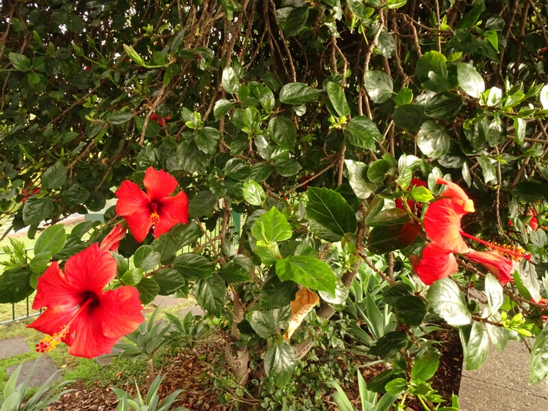 en. Shoeblackplant, ru. Гибискус китайский, lat. Hibiscus rosa-sinensis