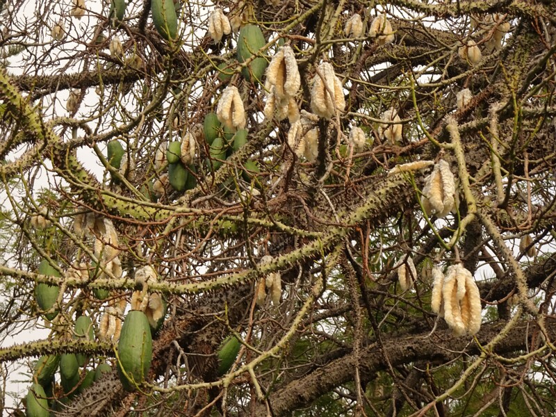 en. Silk floss tree, ru. Сейба великолепная, lat. Ceiba speciosa