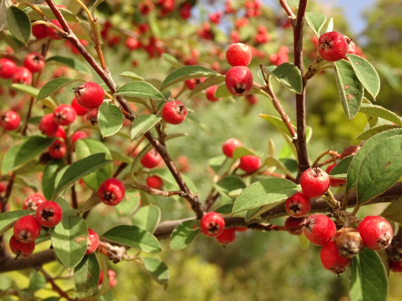 en. Silverleaf cotoneaster, ru. Кизильник плёнчатый, lat. Cotoneaster pannosus
