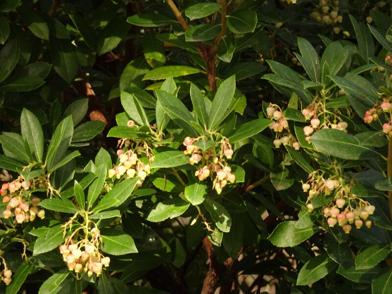 en. Strawberry tree, ru. Земляничник обыкновенный, lat. Arbutus unedo