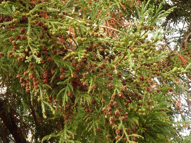 en. Sugi, ru. Криптомерия японская, lat. Cryptomeria japonica