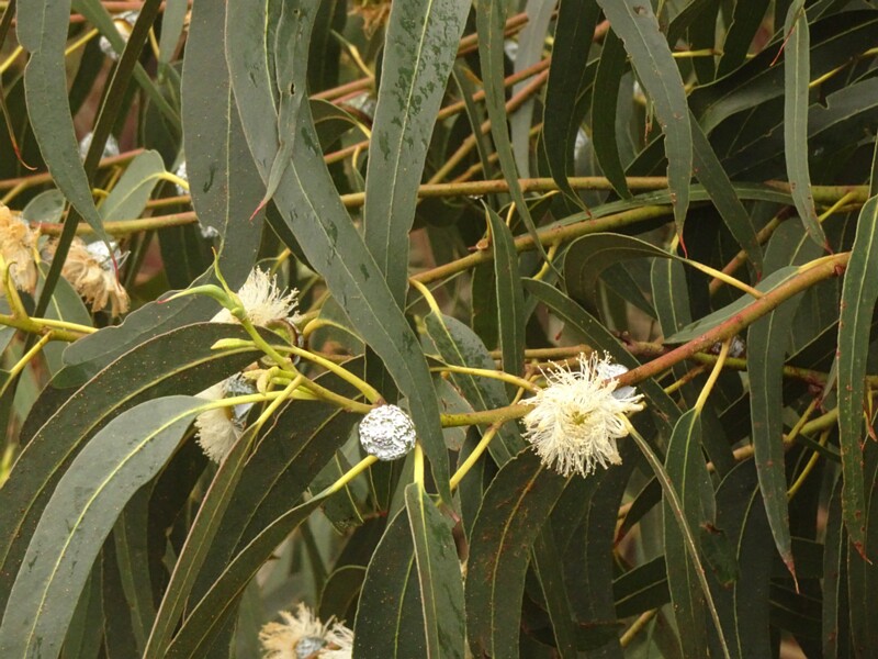 en. Tasmanian blue gum, ru. Эвкалипт шаровидный, lat. Eucalyptus globulus