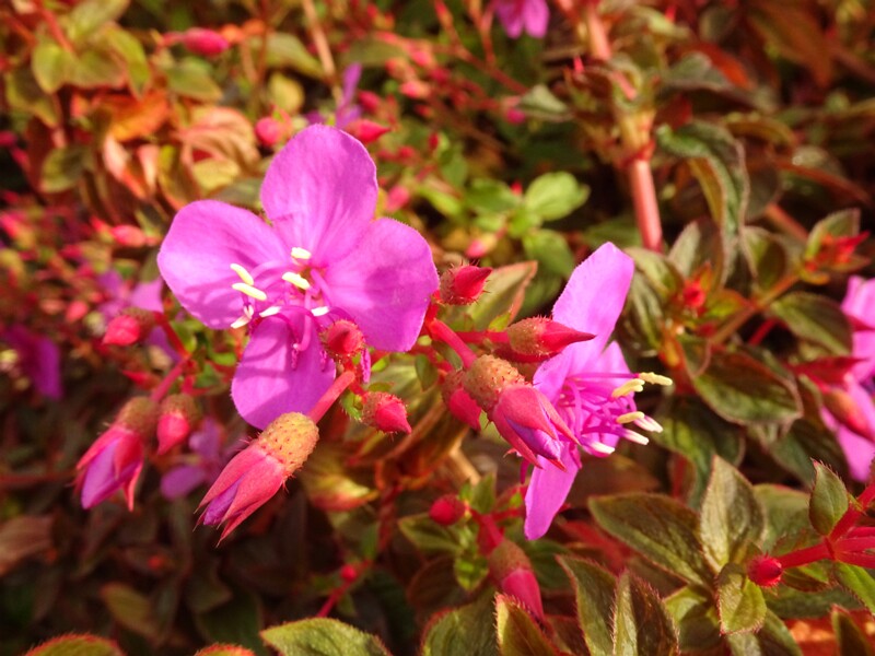 en. The Spanish Shawl, ru. Центрадения неравнобокая, lat. Centradenia inaequilateralis