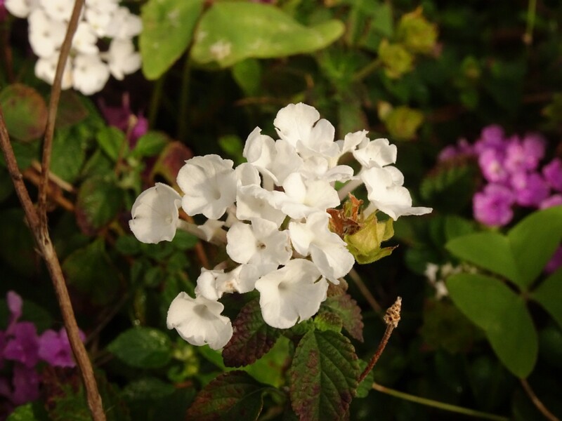en. Trailing lantana white form, ru. Лантана монтевидейская белая форма, lat. Lantana montevidensis f. alba