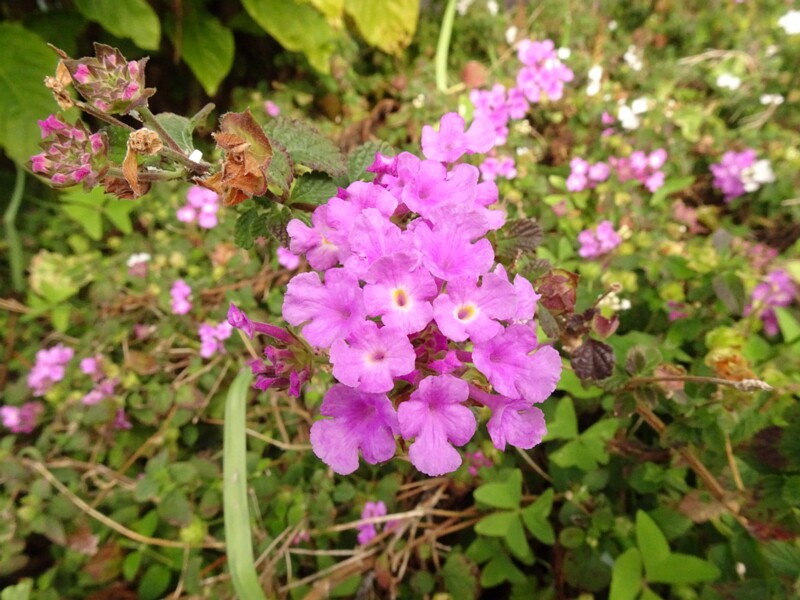 en. Trailing lantana, ru. Лантана монтевидейская, lat. Lantana montevidensis