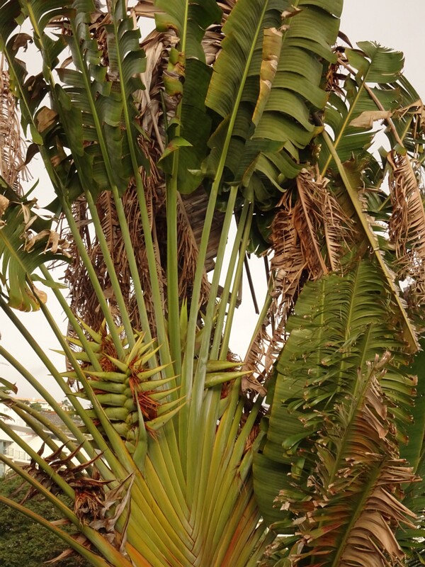 en. Traveller's palm, ru. Равенела мадагаскарская, lat. Ravenala madagascariensis