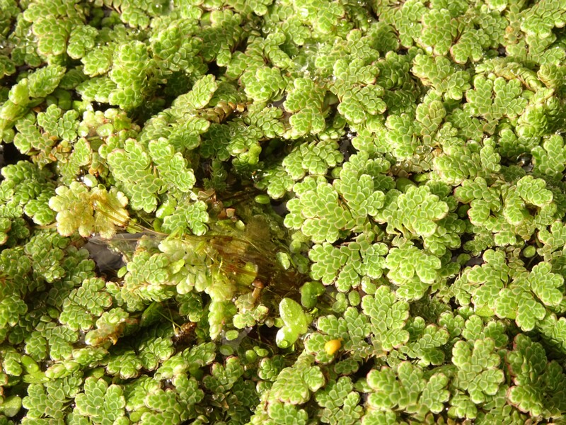 en. Water fern, ru. Азолла папоротниковидная, lat. Azolla filiculoides