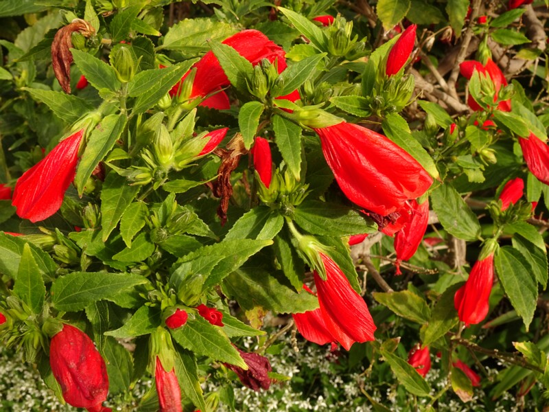 en. Wax mallow, ru. Мальвавискус древовидный, lat. Malvaviscus arboreus