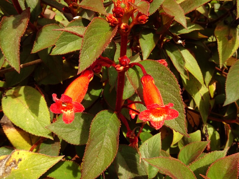 en. Woolly kohleria, ru. Колерия волосистая, lat. Kohleria hirsuta