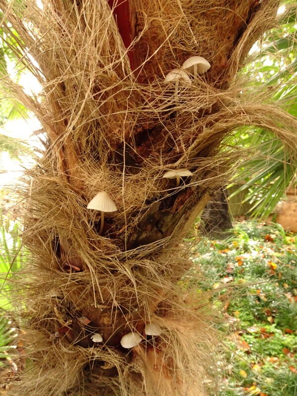 en. Mycena galericulata, ru. Мицена колпаковидная, lat. Mycena galericulata